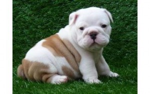 adorable English bulldog puppies