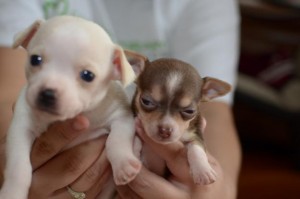 Female Chihuahua Puppies