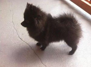 Pomeranian Puppy