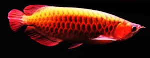 Super Red Arowana fish and many others for sale.