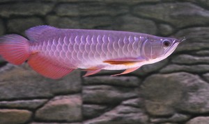 Best quality Super Red Arowana fish and many others for sale.