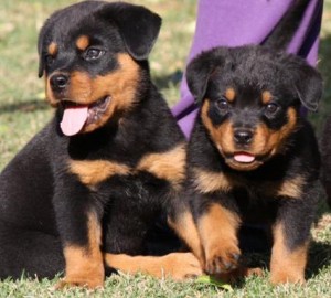 Awesome Rottweiler puppies now available