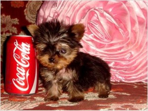 !!! FREE !!! TeaCup Yorkie Puppies (Best Quality) Text Us @@ 307 298-6508