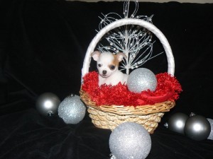 cute and precious chihuahua puppies available