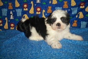 Beautiful little Toy Shih-Tzu male! Baby is very playful and lovable