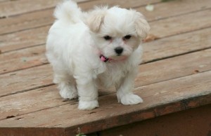 Adorable snow white male Maltese.