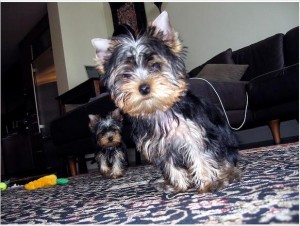 Cutest Teacup Yorkie Puppies