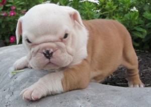 We are giving out our cute and adorable English bulldog puppies to a wonderful home