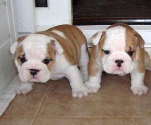 English Bulldog Puppy Exceptional Quality Male$female Champion Bloodlines