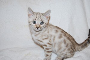 Awesome Bengal kittens For Adoption please contact thanks