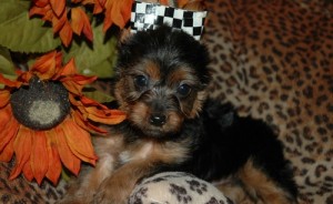 two teacup yorkie pups for adoption