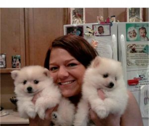 Cute  face x mass Pomeranian puppies for adoption