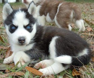 Two Siberian Husky Puppies For Adoption