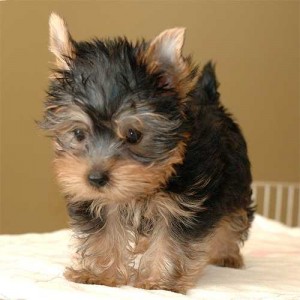 Teacup Yorkie Puppies For Adoption