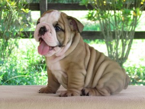 English bulldog puppies now Ready