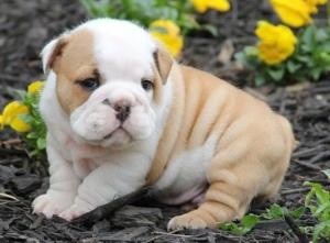 Charming male and female white with black points english bulldog puppy