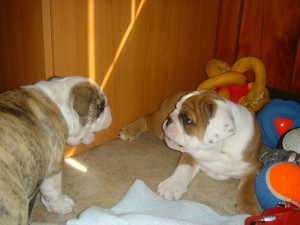 Akc male and female english bulldogs