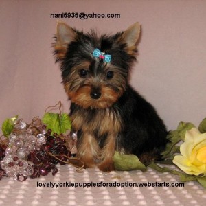 Tea cup-Yorkie-Puppies-For-R-Homing.