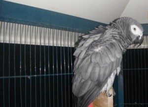 African Grey Parrots for sale