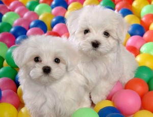 Male and Female Maltese Puppies For Free Adoption