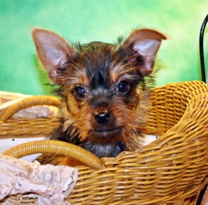 !!!! XMAS AND NEW YEAR TEACUP YORKIE PUPPY FOR ADOPTION