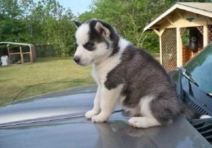 Lovely siberian husky puppies