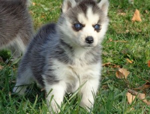 Siberian Husky