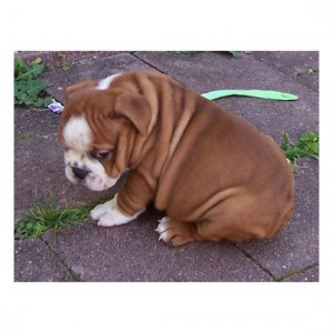 Lovely English Bulldog Puppies   -   781-689-0893