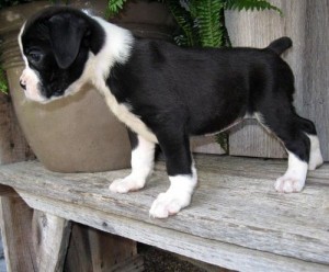 Boxer Puppy