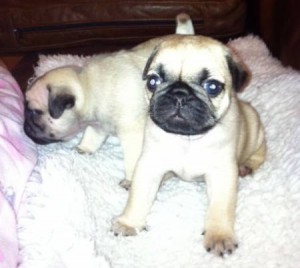 Healthy KC Reg. Pug puppies For Re-Home