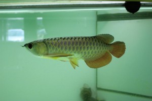 Super Red Arowana Fish