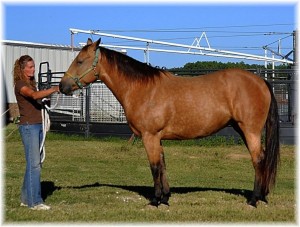 Pretty big stout buckskin female horse