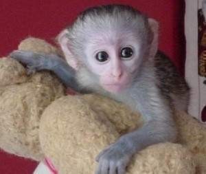 male and female capuchin monkeys for x mas adoption