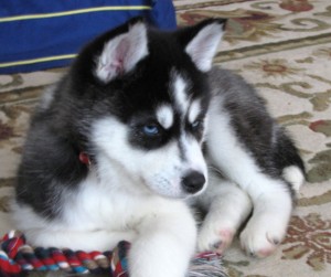 boys and 2 girls husky puppies blue eyes available