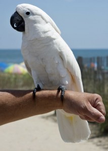 precious  Umbrella Cockatoo Parrots that are available to loving approved homes that are ready for their new families now.