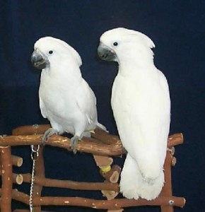 Tame Pair Of Umbrella Cockatoo Birds for Sale