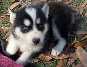 AKC Siberian Huskies puppies available