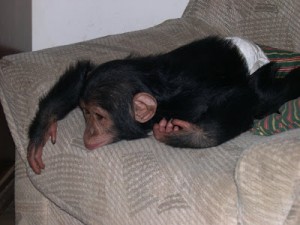 CHIMPANZEE MONKEY FOR SALE AND ADOPTION(3 MONTH OLD)