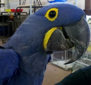 male and female hycinth macaw birds for adoption and xmas