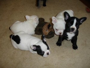 adorable french bulldog puppies 4 Christmas