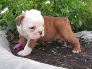 Beautiful English Bulldog puppies For Adoption