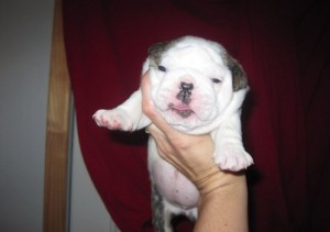 Beautiful English Bulldog puppies For Adoption