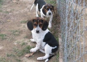 Beaubeagles are delighted to offer you these stunning tri-coloured girls and boys