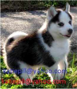 Black and White Siberian Husky puppies with blue eyes.