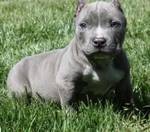 American pit bull puppies