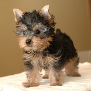 Teacup Yorkie Puppies (Best quality)