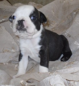 Boston Terrier For Available