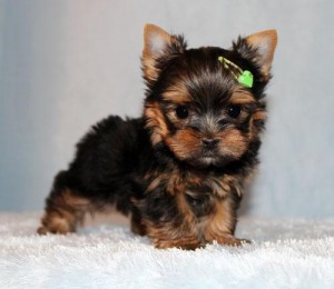 Adorable Yorkshire Terrier Puppies For XMAS