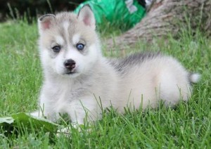 Healthy AKC registered blue eye siberian husky puppies puppies