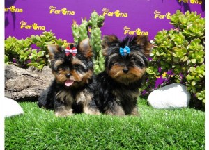 awesome yorkie puppies for adoption